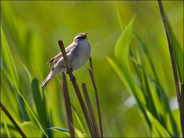 Sedge Warbler sedge_warbler_142453.psd