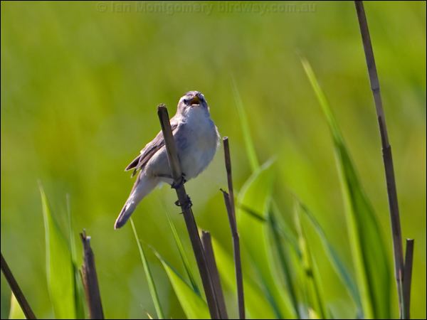 Sedge Warbler sedge_warbler_142454.psd