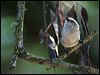 bushtit_67751