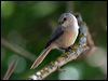 Click here to enter gallery and see photos of American Bushtit