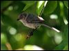 bushtit_69366