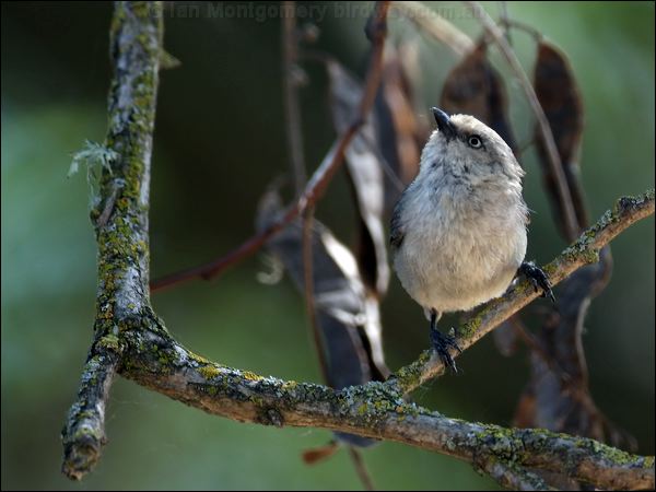 American Bushtit Bushtit_67751.jpg