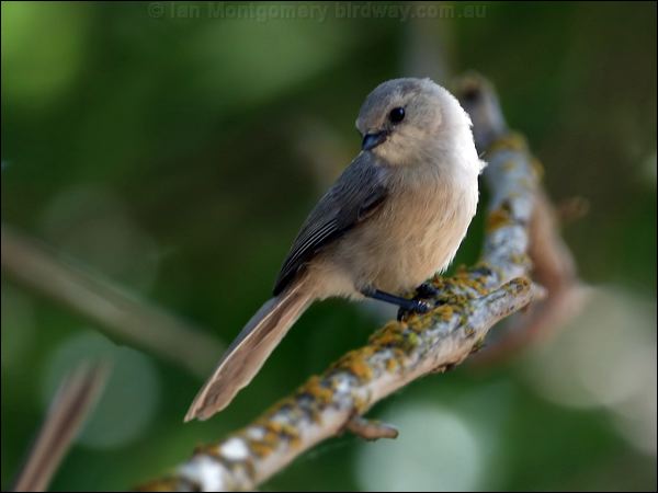 American Bushtit bushtit_67756.jpg
