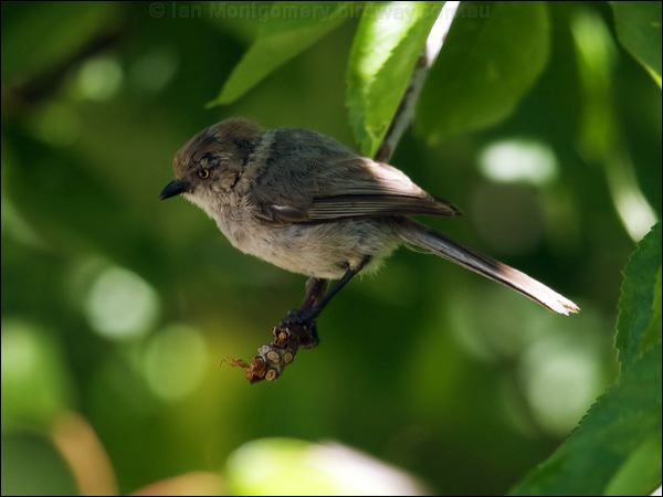American Bushtit bushtit_69366.psd