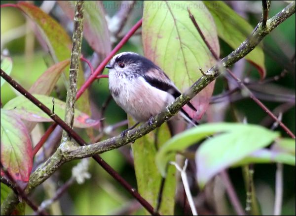 Long-tailed Tit long_tailed_tit_19987.psd