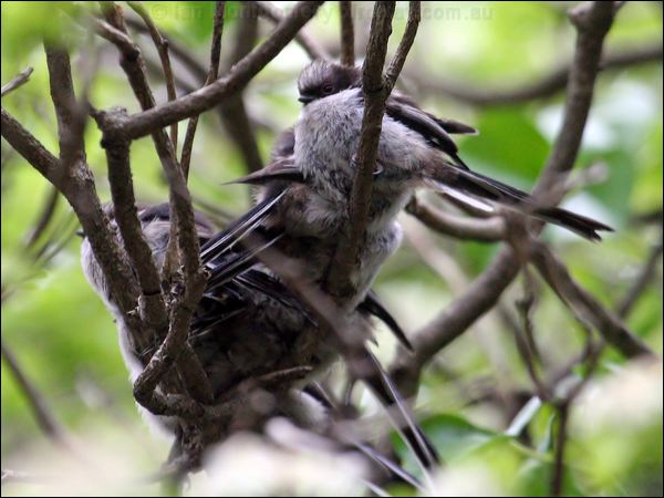 Long-tailed Tit long_tailed_tit_51446.psd