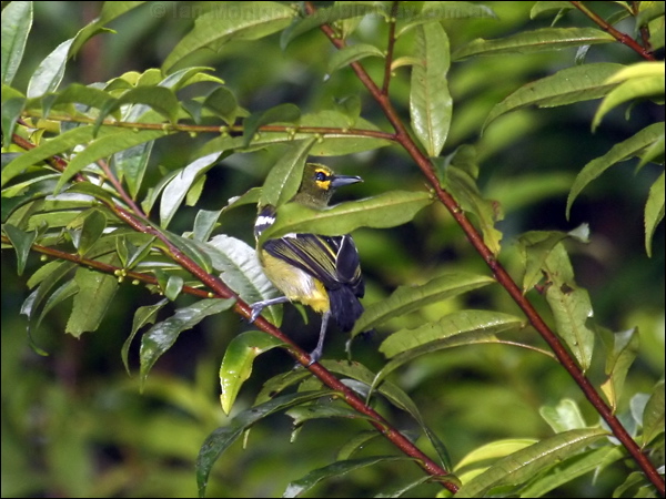 Green Iora green_iora_57007.psd