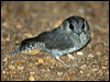 aus_owlet_nightjar_100613