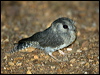 aus_owlet_nightjar_100614