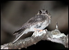 aus_owlet_nightjar_100619