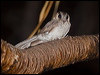 aus_owlet_nightjar_184600