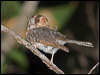 aus_owlet_nightjar_184612
