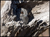 aus_owlet_nightjar_87534