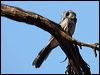 aus_owlet_nightjar_87541