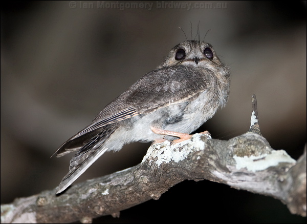 Australian Owlet-nightjar aus_owlet_nightjar_100619.psd