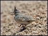 crested_lark_150097