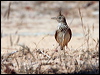 crested_lark_53630