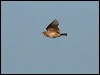 crested_lark_53975