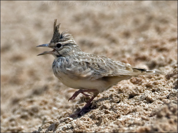Crested Lark crested_lark_150097.psd