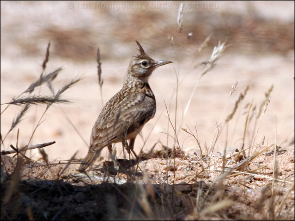 Crested Lark crested_lark_53625.psd