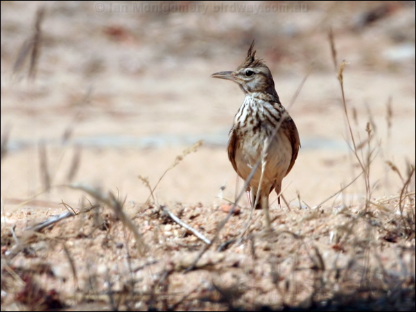 Crested Lark crested_lark_53630.psd