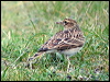 eurasian_skylark_05442