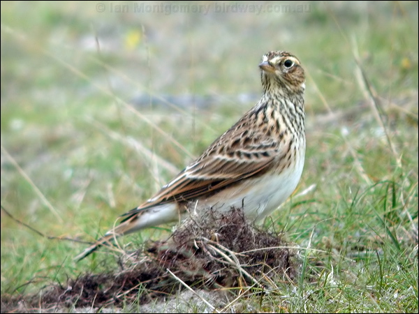 Eurasian Skylark eurasian_skylark_05431.psd