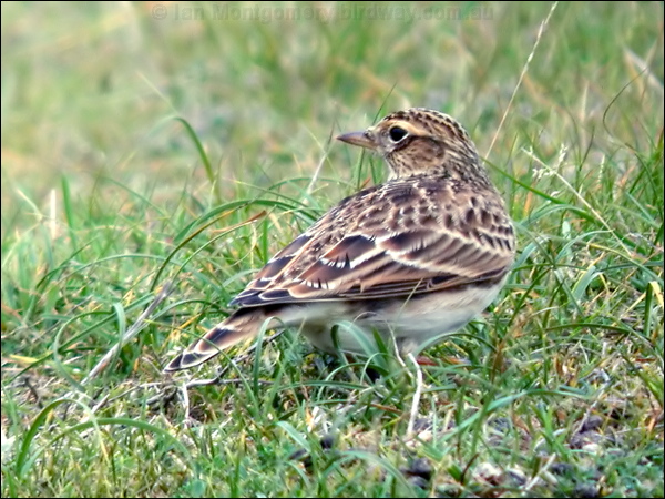 Eurasian Skylark eurasian_skylark_05442.psd