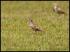 grt_short_toed_lark_160147