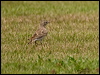 grt_short_toed_lark_160150