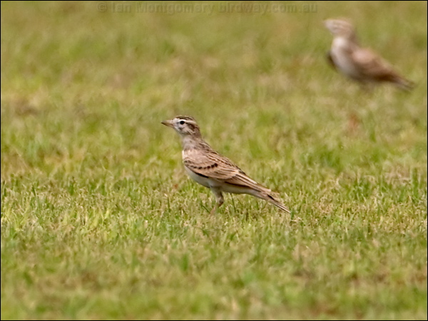 Greater Short-toed Lark grt_short_toed_lark_160147.psd