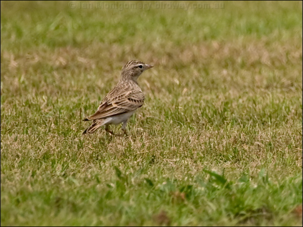 Greater Short-toed Lark grt_short_toed_lark_160150.psd