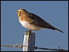 horned_lark_111214