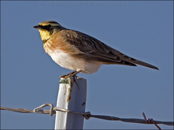 Horned Lark horned_lark_111215.psd