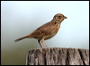 horsfields_bushlark_13426