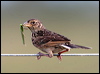 horsfields_bushlark_13477