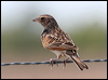 horsfields_bushlark_59172