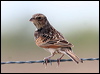 horsfields_bushlark_59174