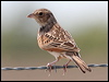 Click here to enter gallery and see photos/pictures/images of Australasian/Horsfield's Bushlark