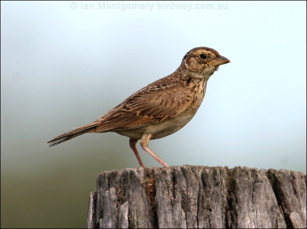 Horsfield's Bush Lark horsfields_bushlark_13426.psd