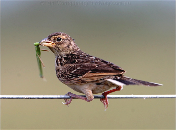 Horsfield's Bush Lark horsfields_bushlark_13477.psd