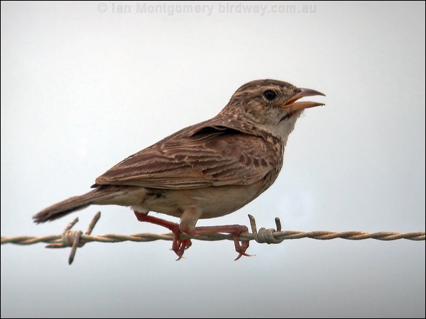 Horsfield's Bush Lark horsfields_bushlark_16016.psd