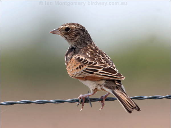 Horsfield's Bush Lark horsfields_bushlark_59172.psd