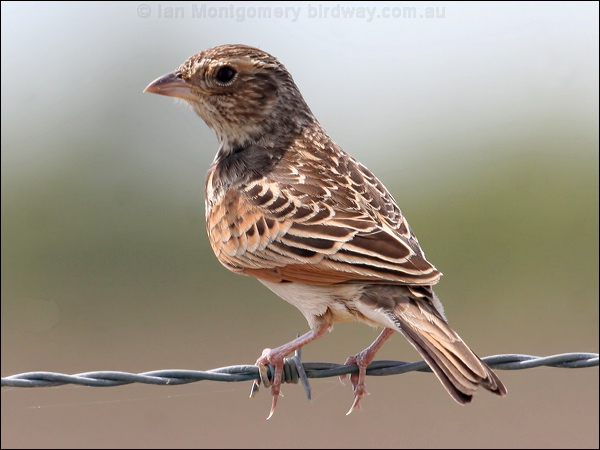 Horsfield's Bush Lark horsfields_bushlark_59178.psd