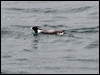 ancient_murrelet_68556