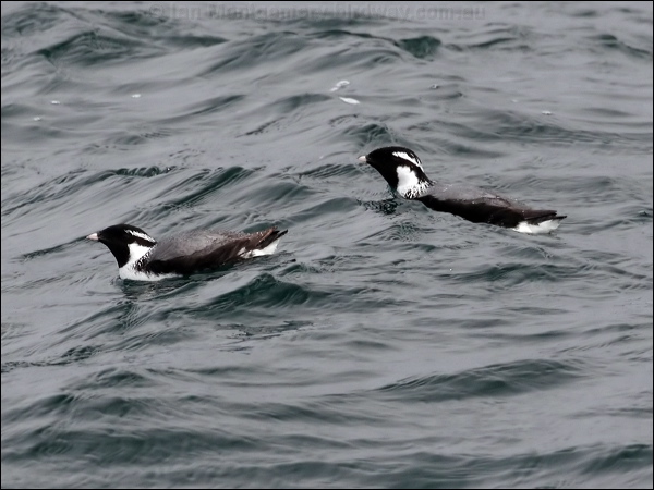 Ancient Murrelet ancient_murrelet_68555.jpg