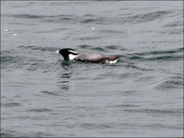 Ancient Murrelet ancient_murrelet_68556.jpg