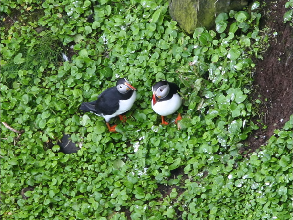 Atlantic Puffin atlantic_puffin_52243.psd