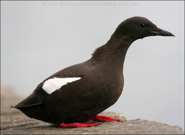 Black Guillemot black_guillemot_51690.psd