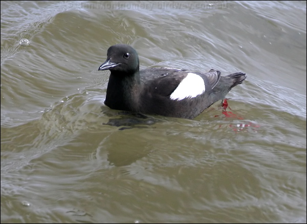 Black Guillemot black_guillemot_51743.psd